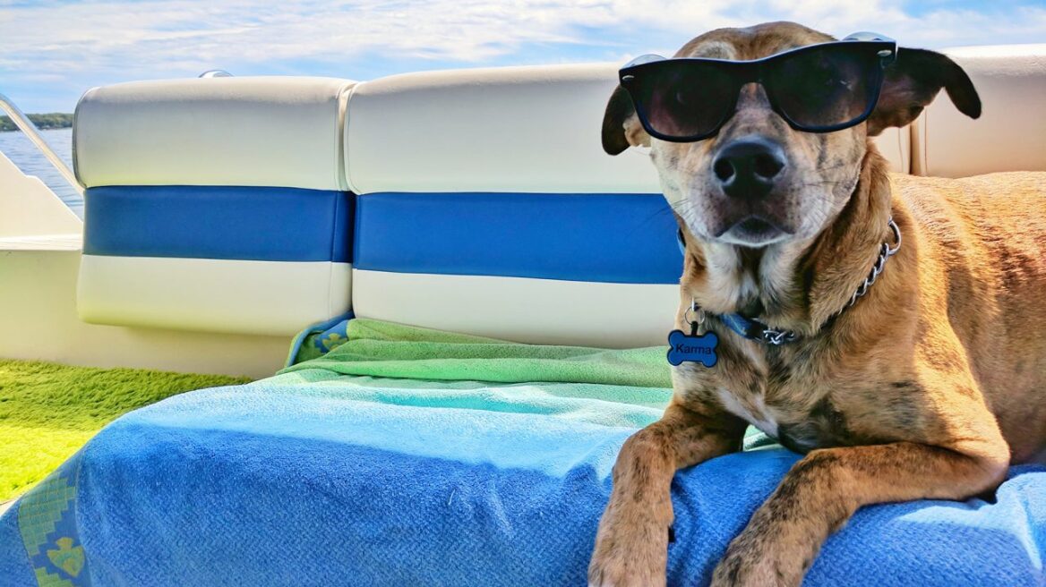 Τέσσερις κίνδυνοι που απειλούν τον σκύλο το καλοκαίρι – Η διατροφή που προστατεύει