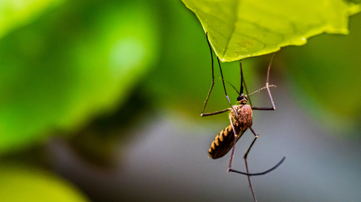 Τσιμπήματα: 5 φυτικά αιθέρια έλαια που διώχνουν τα κουνούπια