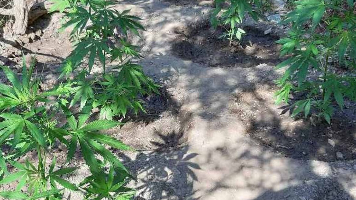 Άλλες δυο «ορφανές» χασισοφυτείες βρέθηκαν στην Κρήτη