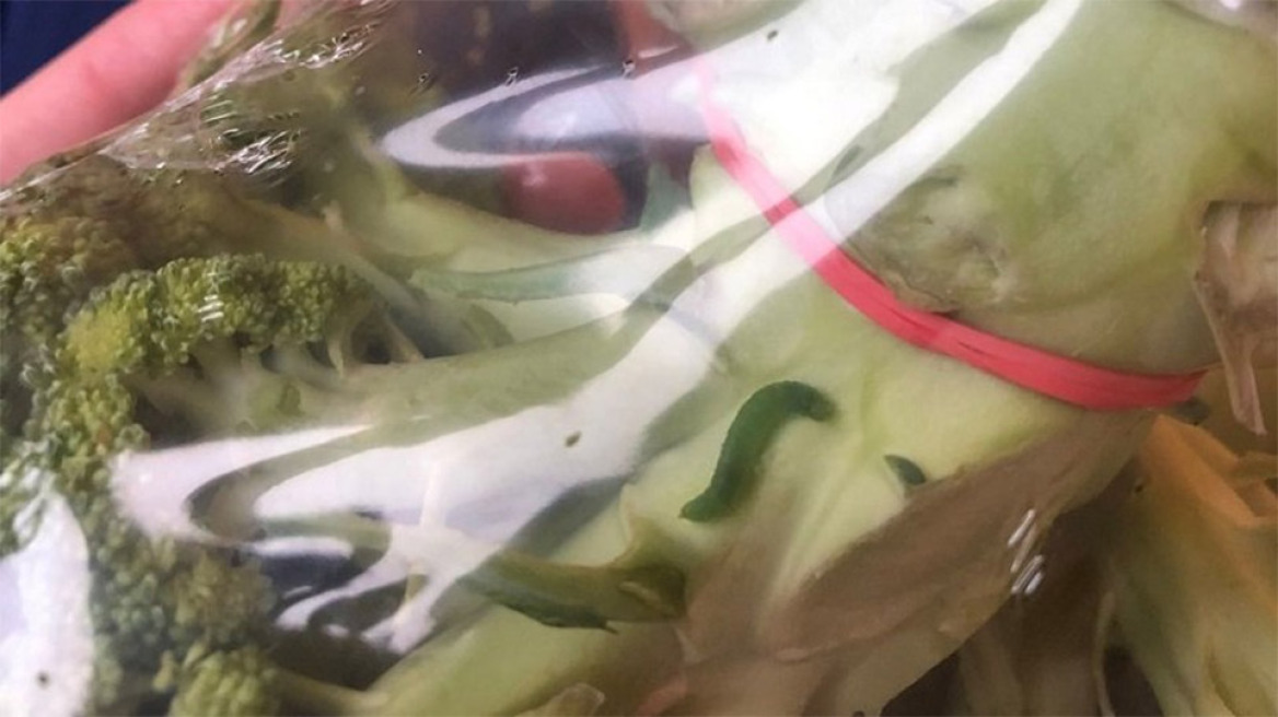 Τύπος βρήκε επτά κάμπιες σε μπρόκολο και τις μεγάλωσε 