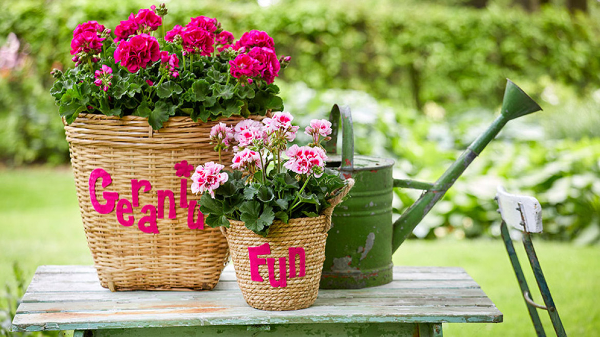 DIY κατασκευές με γεράνια σε γλάστρες