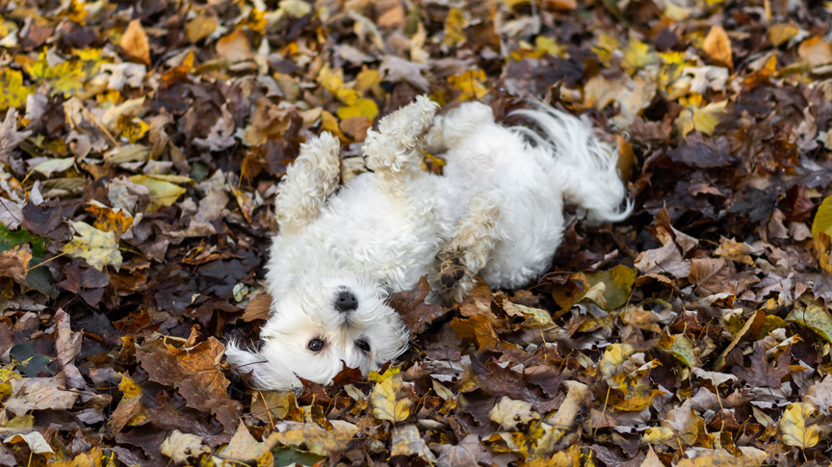 Ο σκύλος τρελαίνεται να κυλιέται στο έδαφος - Ανακαλύψτε τους λόγους