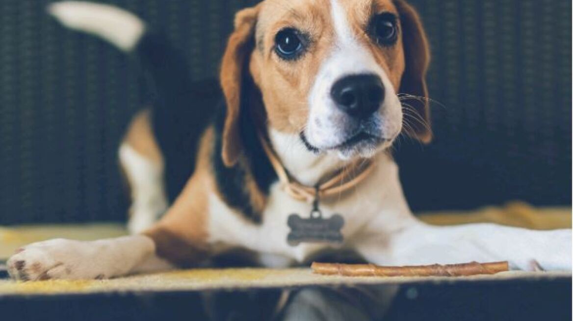 Ανατρεπτική έρευνα: Μύθος ότι κάθε σκυλο-έτος ισοδυναμεί με επτά ανθρώπινα χρόνια