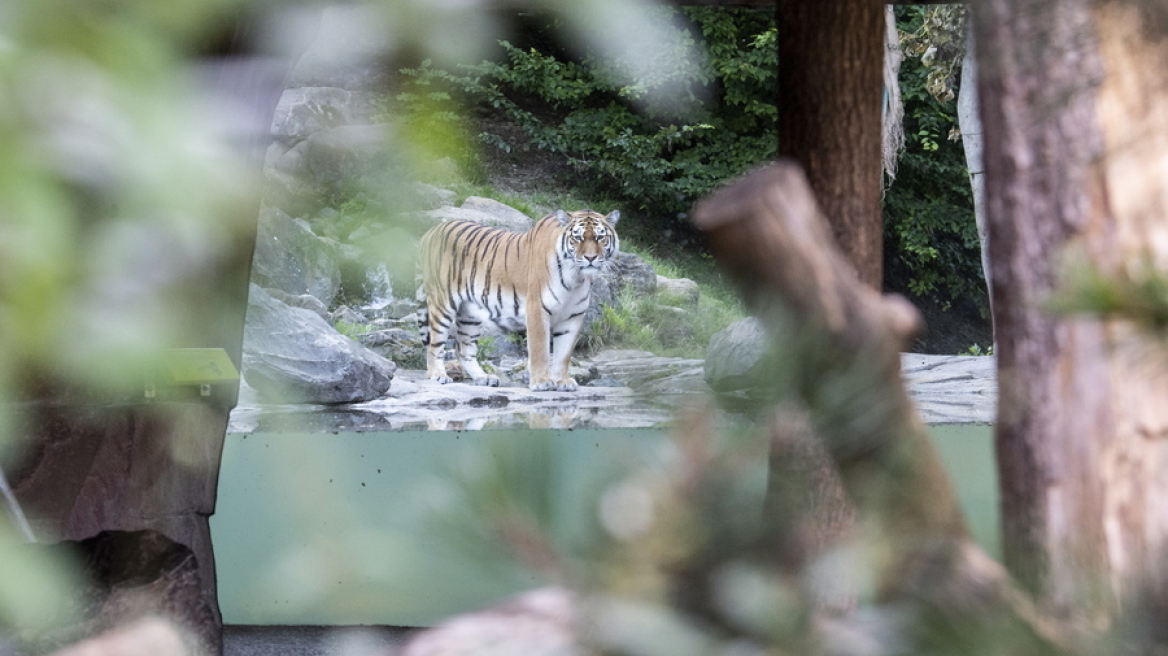Ελβετία: Φύλακας ζωολογικού κήπου τραυματίστηκε θανάσιμα από τίγρη
