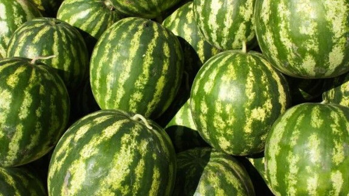 Καρπούζια μεγαλώνουν με… κλασική μουσική στο Κιλκίς