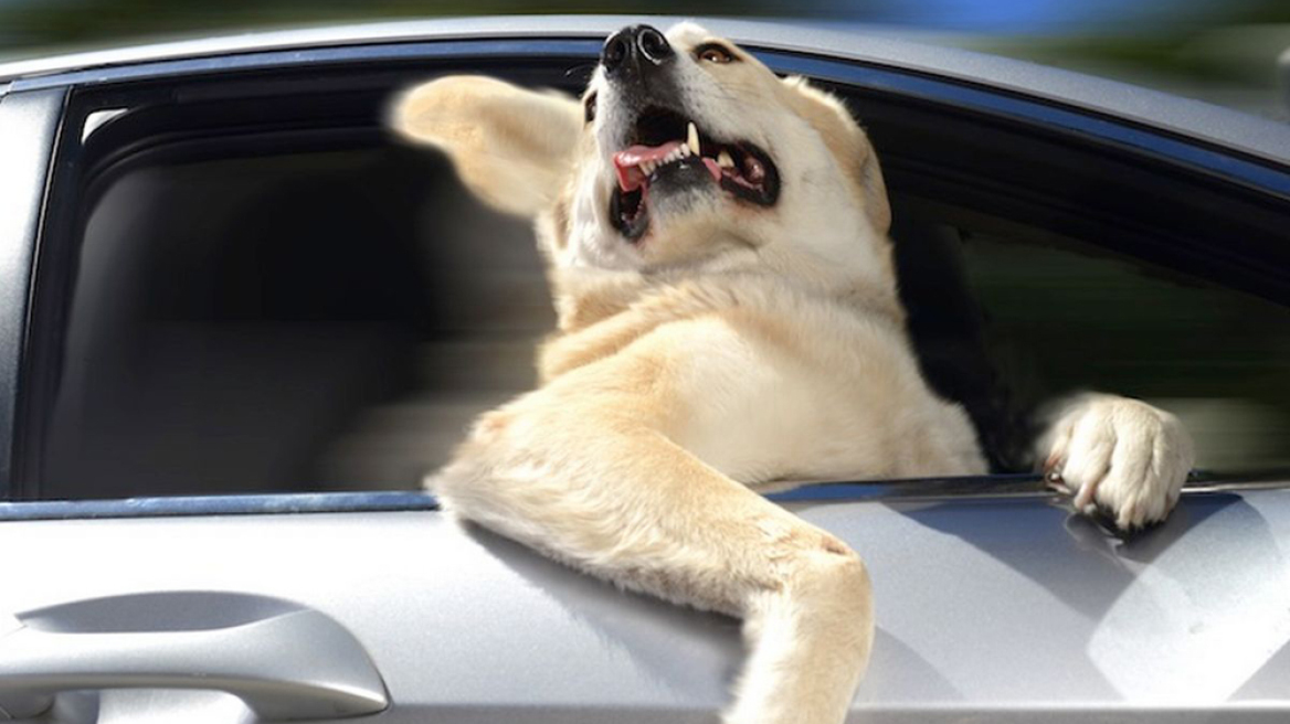 Το αυτοκίνητο που λατρεύουν οι σκύλοι (video)
