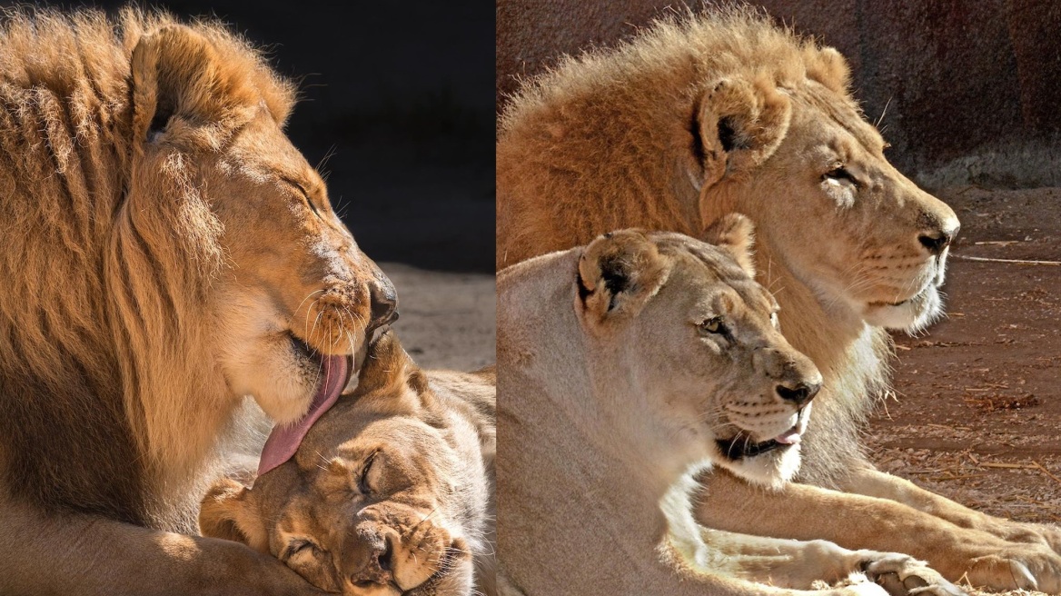 «Αχώριστα» λιοντάρια που έζησαν παρέα πολλά χρόνια υποβλήθηκαν μαζί σε ευθανασία