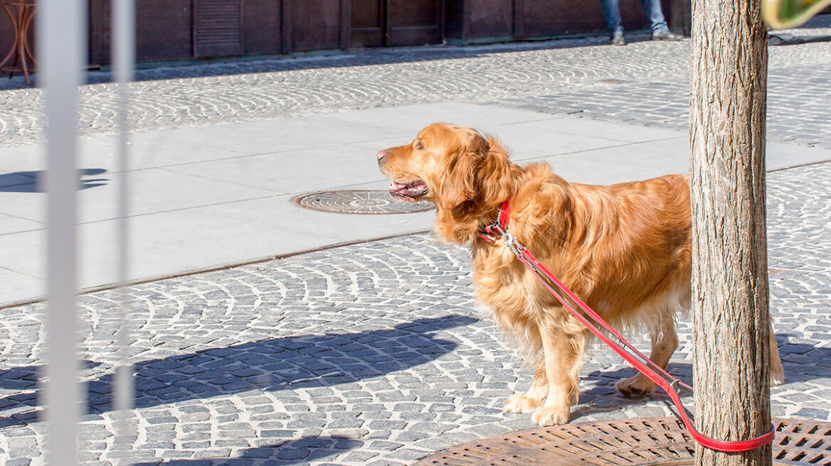 Αφήνετε τον σκύλο δεμένο έξω από το σούπερ μάρκετ; Έξι κίνδυνοι που τον απειλούν