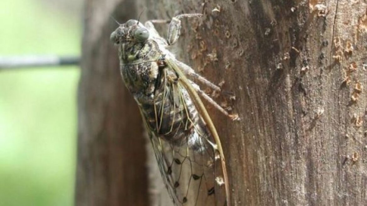 Επέστρεψαν τα τζιτζίκια-ζόμπι: Μύκητας εισβάλλει στο μυαλό τους και τα ελέγχει (pics & vid)