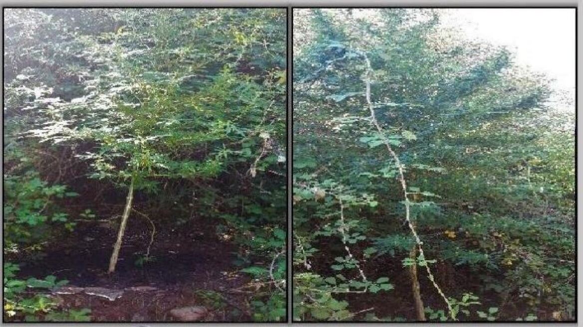 Τρίκαλα: Ο σκύλος εντόπισε δίπλα σε κανάλι δενδρύλλια και ένα κιλό κάνναβης