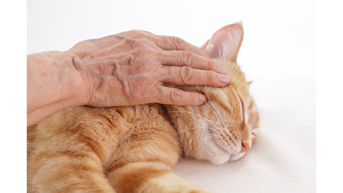 Γάτα: Αλλάζουν οι διατροφικές της ανάγκες καθώς μεγαλώνει;