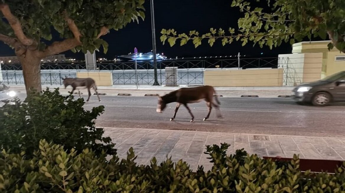  Γάιδαροι λίγο έλειψε να μπουν σε μπαρ στην Ερμούπολη (vid)