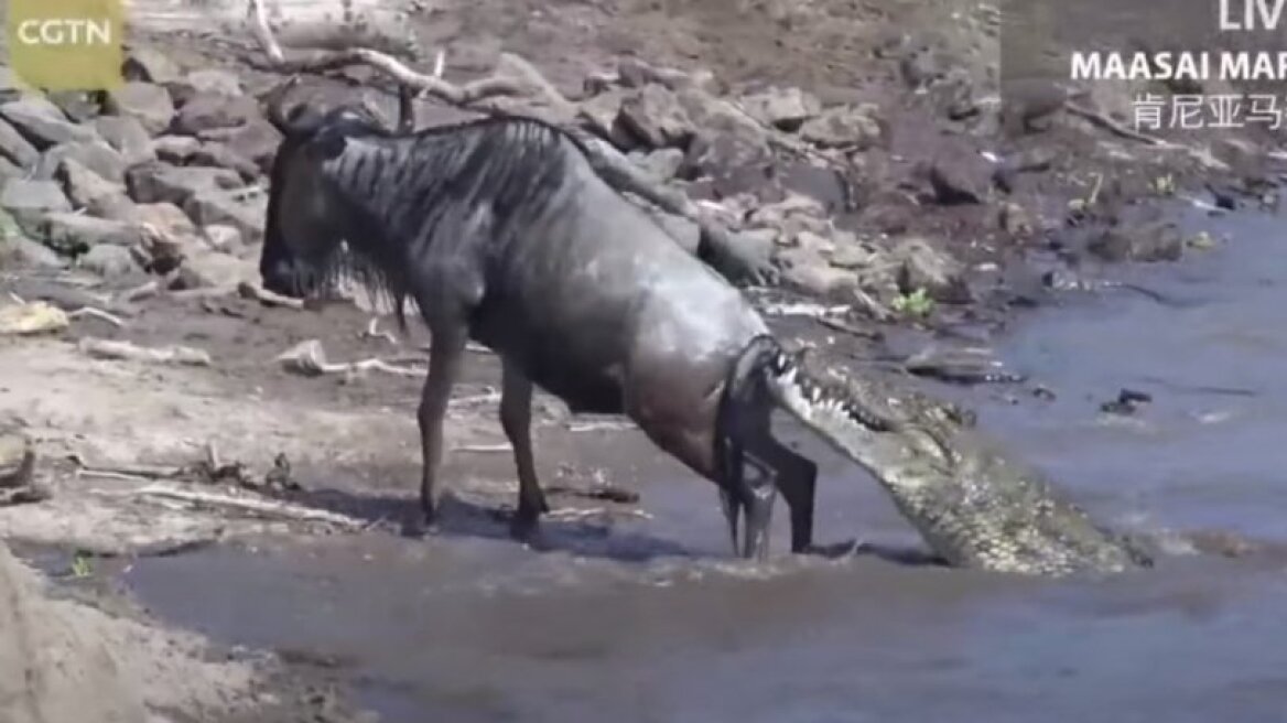 H απίστευτη προσπάθεια ενός γκνου να ξεφύγει από τα σαγόνια ενός κροκόδειλου (vid)