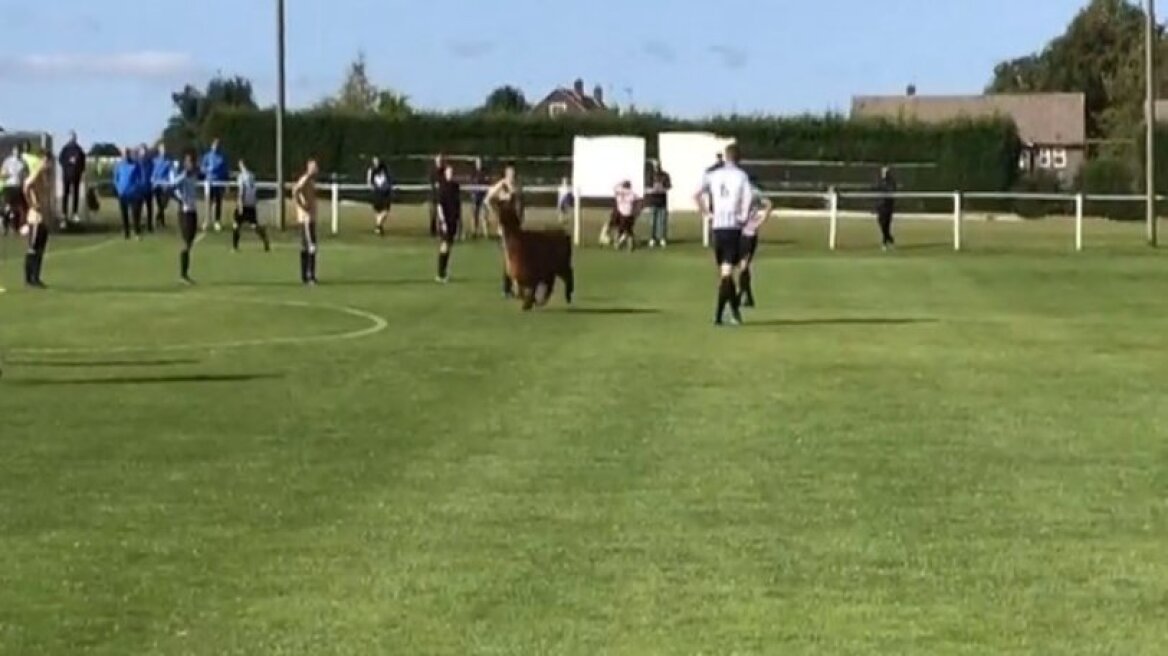 Αλπακά μπήκε σε γήπεδο και διέκοψε τον ποδοσφαιρικό αγώνα (vid)