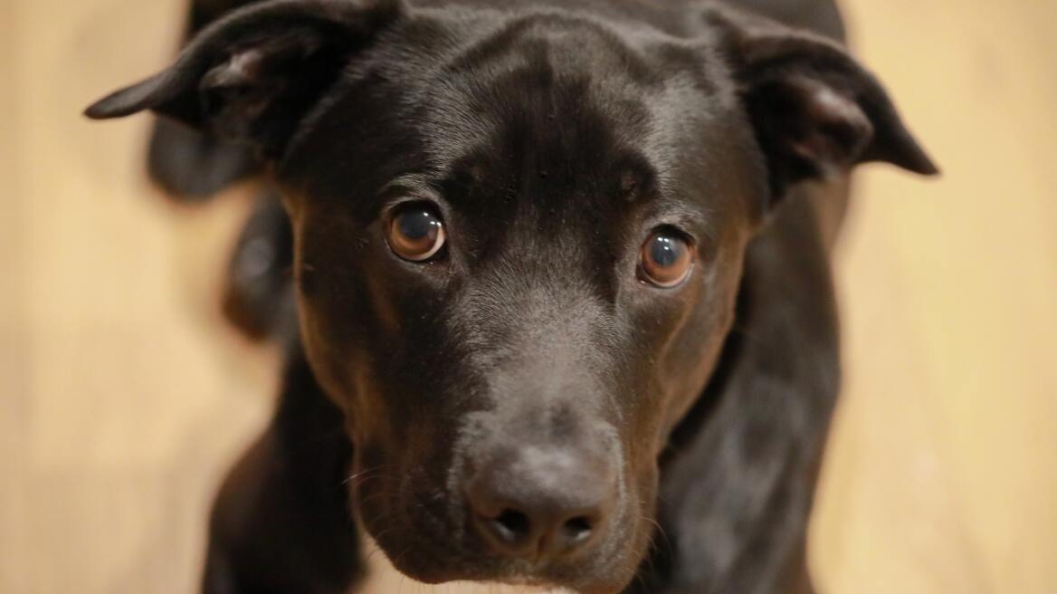 Το νέο «υπερόπλο» στα τεστ ανίχνευσης του κορωνοϊού: Η μουσούδα του σκύλου!