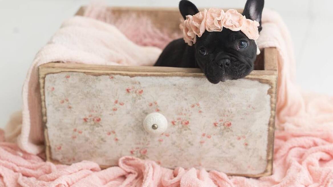 Αυτά τα 10 κουτάβια είναι με διαφορά ό,τι πιο χαριτωμένο θα δεις σήμερα