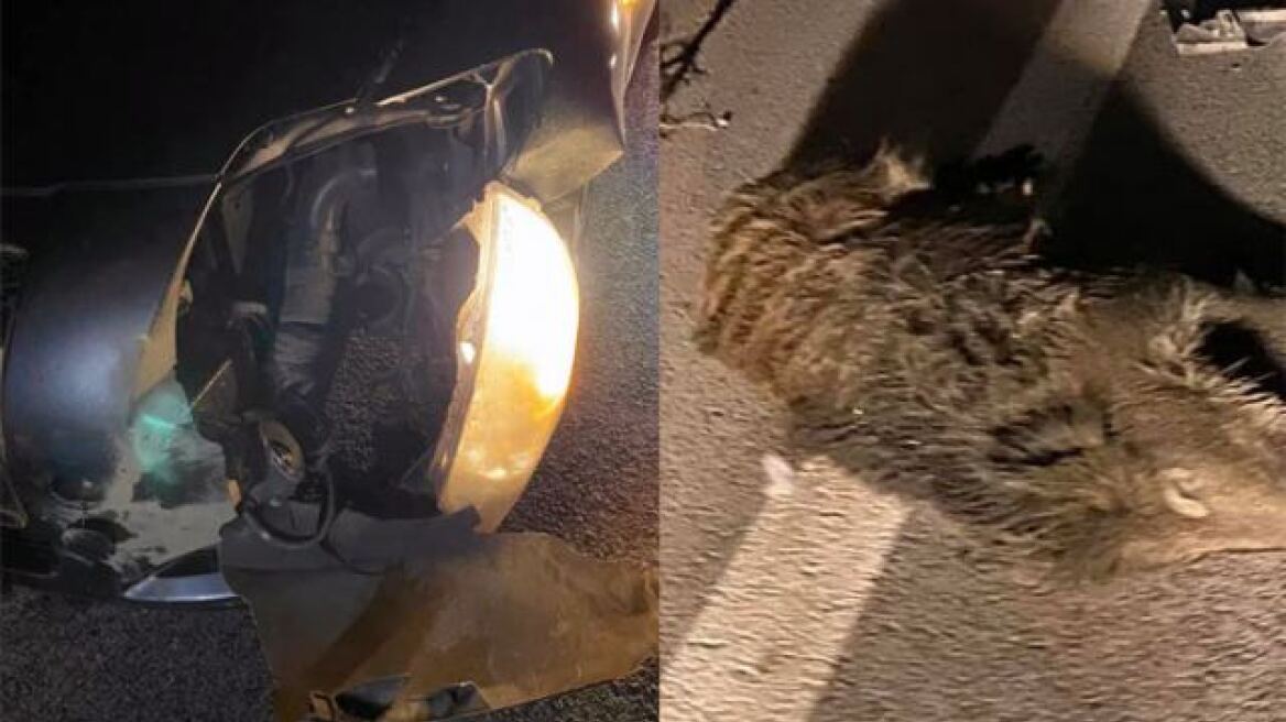 Σοβαρό τροχαίο στη Φθιώτιδα: Αυτοκίνητο έπεσε πάνω σε κοπάδι από αγριογούρουνα