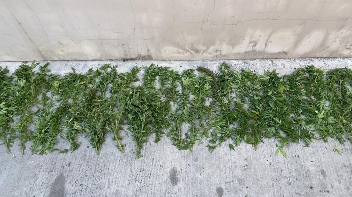 Βρήκαν μίσχους από 65 χασισόδεντρα στη Λέσβο