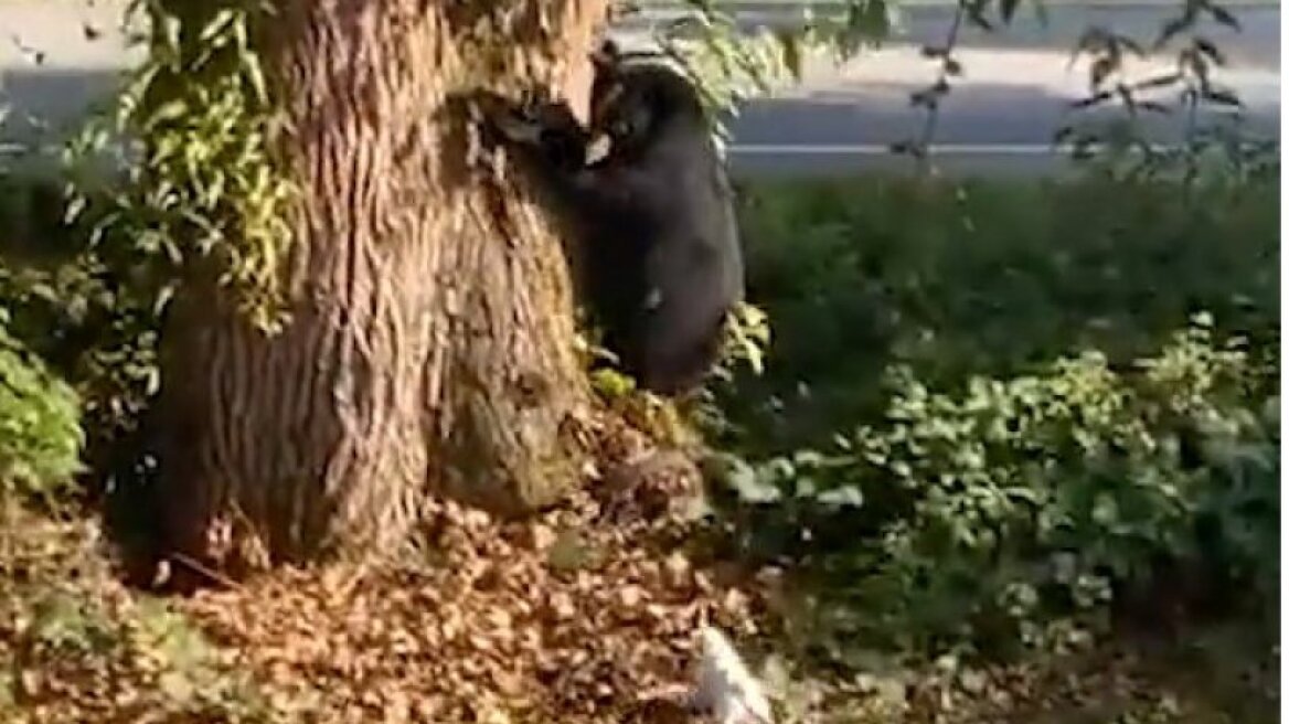 Απίστευτο Τζακ Ράσελ πήρε στο κυνήγι μία αρκούδα