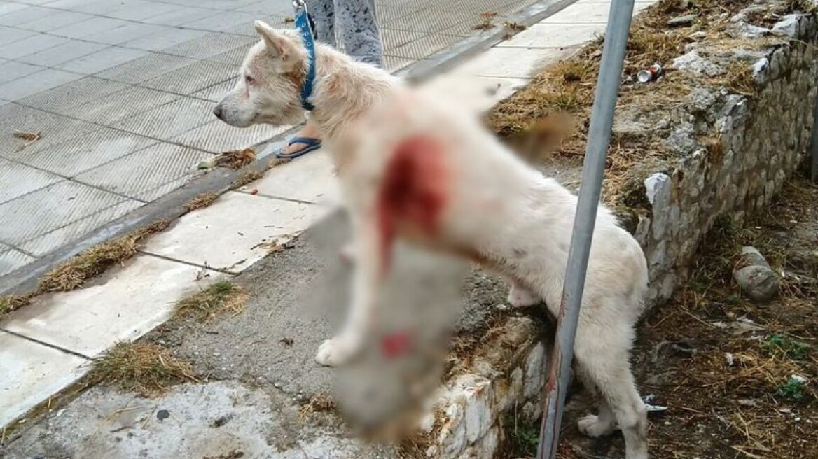 Νίκαια: Συγκίνηση για το σκυλάκι που μαχαιρώθηκε - Δίνει μάχη για τη ζωή του 