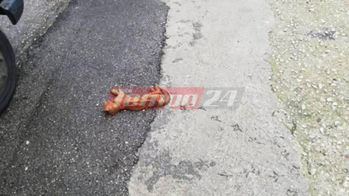 Σοκ στην Πάτρα: Σκότωσαν με μαχαίρι οκτώ γάτες 