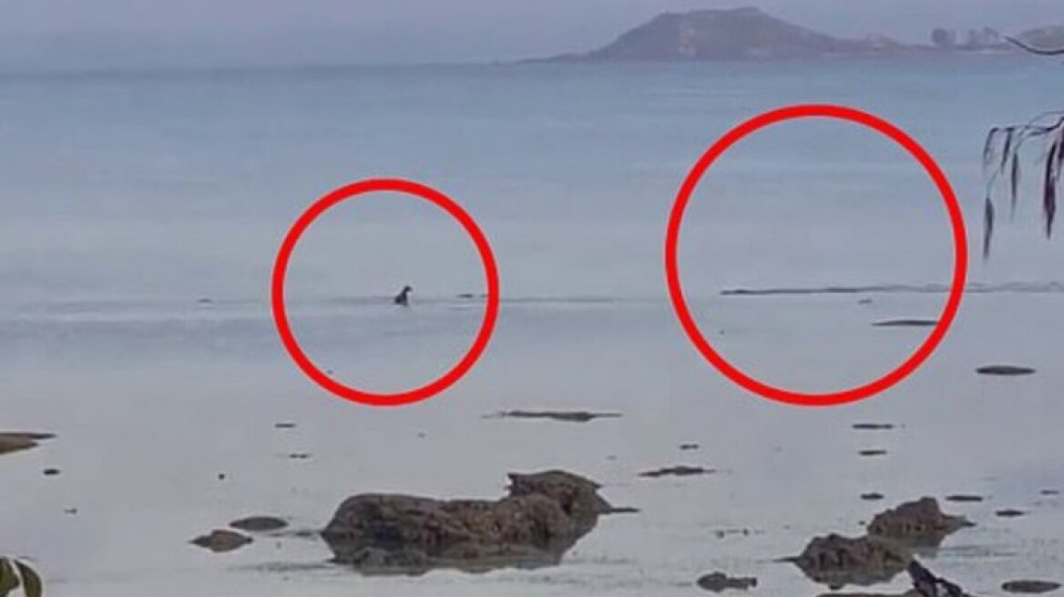 H αγωνιώδης προσπάθεια ενός σκύλου να σωθεί από έναν κροκόδειλο (vid)