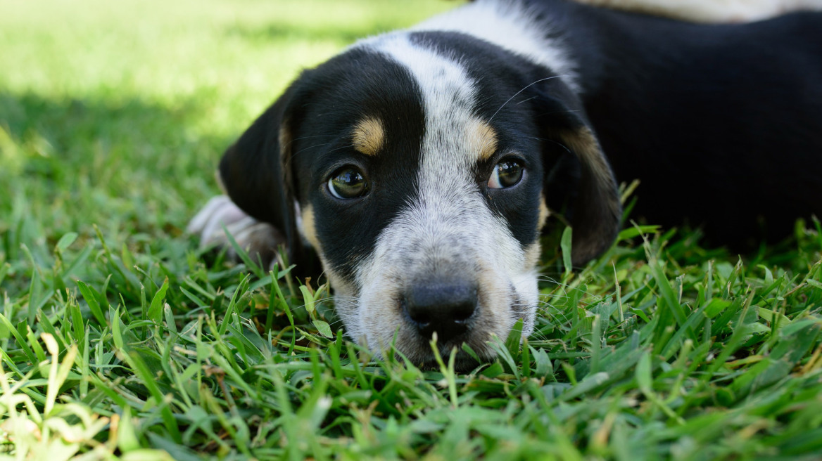 «Όταν υιοθετείς ένα αδέσποτο αλλάζεις δύο ζωές: τη δική του και τη δική σου»