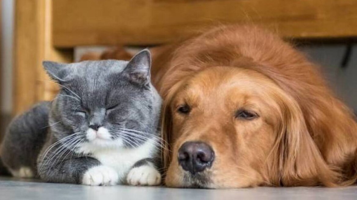 Κορωνοϊός: Τι συμβουλεύουν οι ειδικοί για την προστασία των κατοικίδιων ζώων 