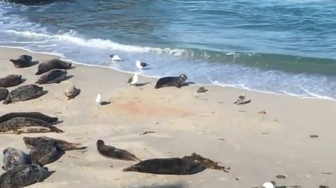 Φώκια «παλεύει» με γλάρους για να σώσει το νεογέννητο μικρό της