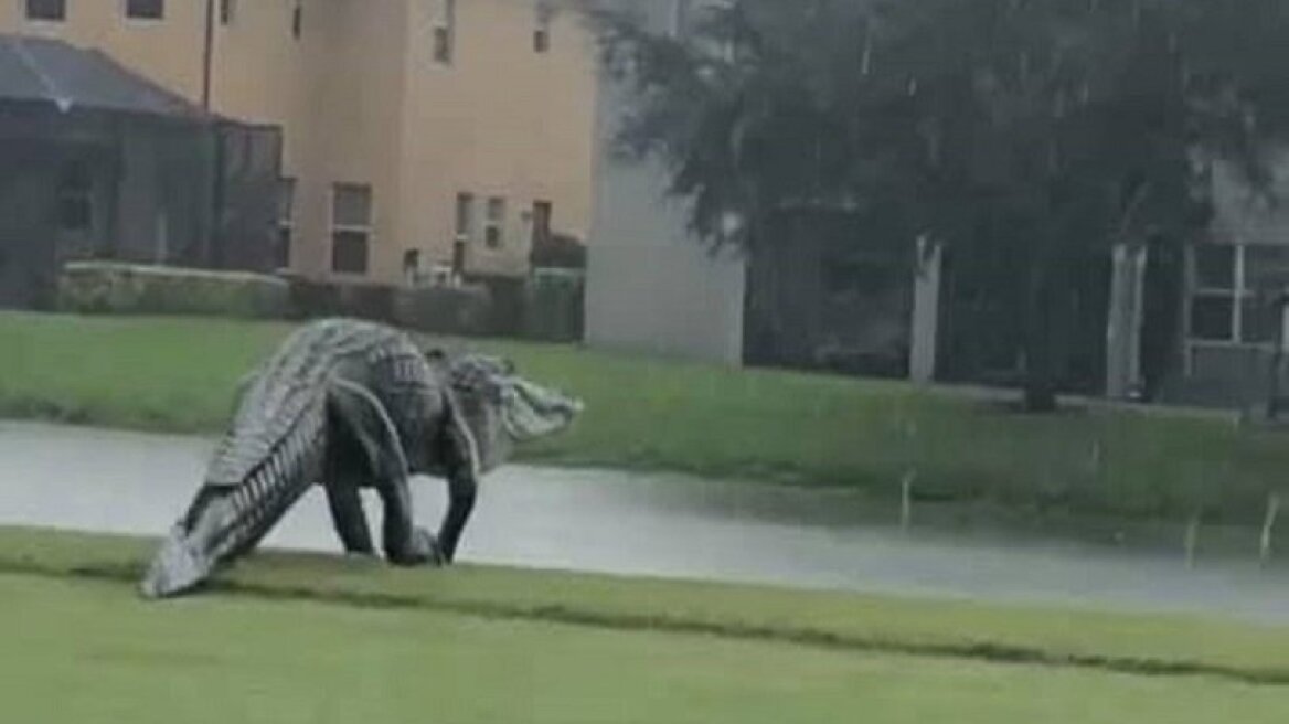 Τεράστιος αλιγάτορας μπούκαρε σε γήπεδο γκολφ και έσπειρε τον τρόμο!