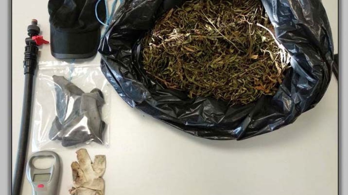 Λάρισα: Έστησαν ολόκληρο… χωριό μέσα στην χασισοφυτεία!