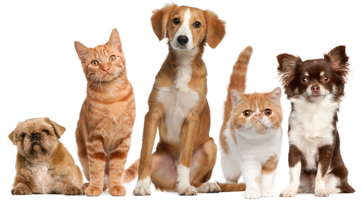 Μπορεί ο κορωνοϊός να μεταδοθεί από τα κατοικίδιά μας;