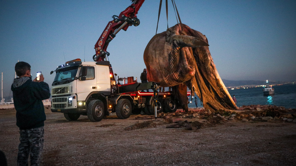 Νεκρή φάλαινα στον Πειραιά: Χτύπημα σε προπέλα η πιθανή αιτία θανάτου