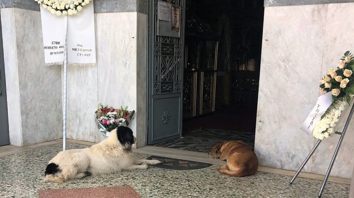 Γαργαλιάνοι: Συγκινούν τα σκυλάκια που ήταν κοντά στο αφεντικό τους ακόμη και στην κηδεία