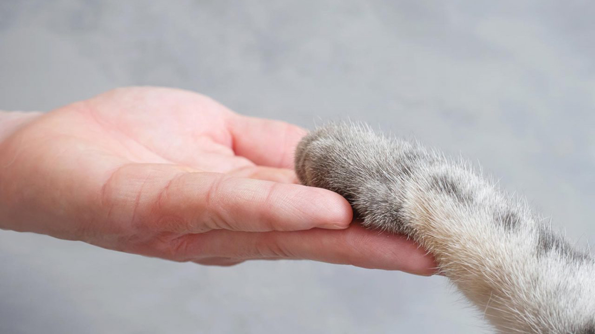 Η ιστορία του γενναίου Περσέα με τα πρόσθετα πόδια – Ένα χειρουργικό θαύμα