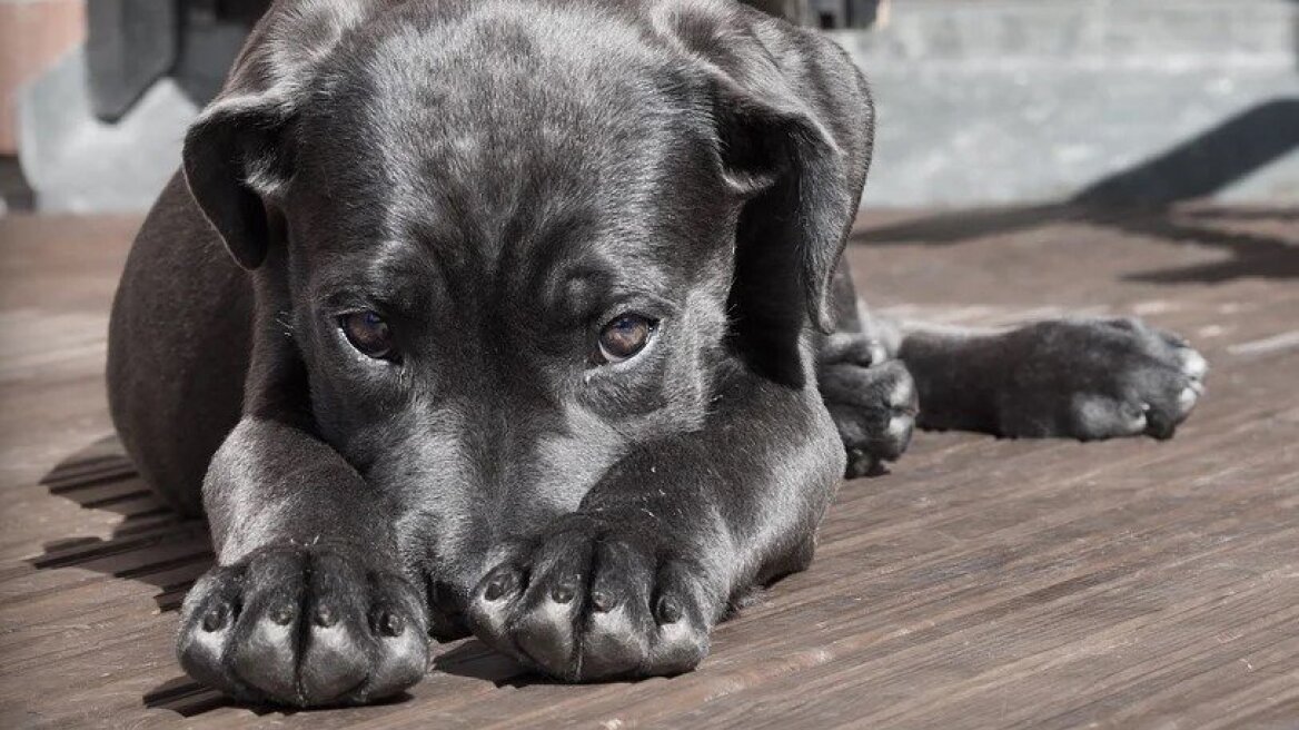 Σκιάθος:  Έδεσαν σκυλάκι σε σωλήνα και το έπνιξαν