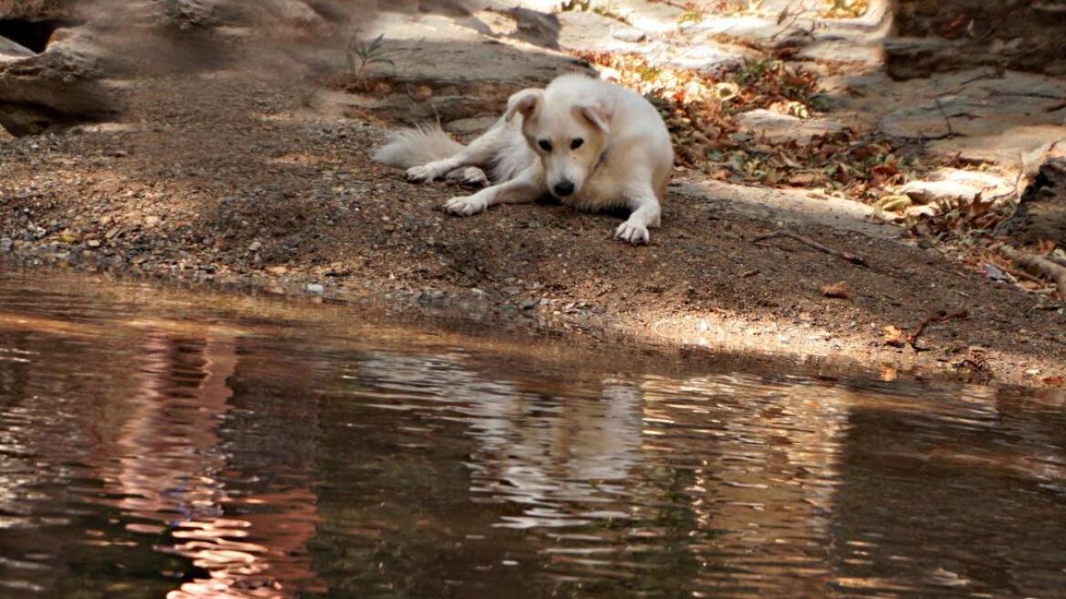 «Το Ημερολόγιο ενός Σκύλου»: Μια διαδικτυακή παράσταση για την ανθρώπινη απώλεια