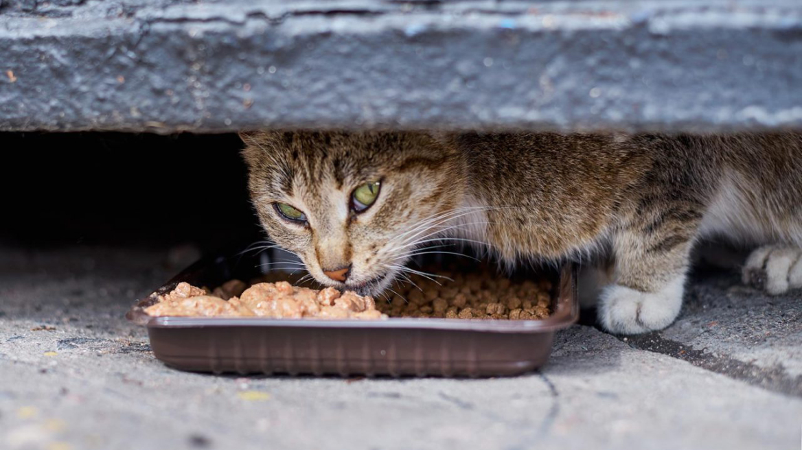 Αδέσποτα: Γιατί τους φερόμαστε με σκληρότητα; Υπάρχει απάντηση…