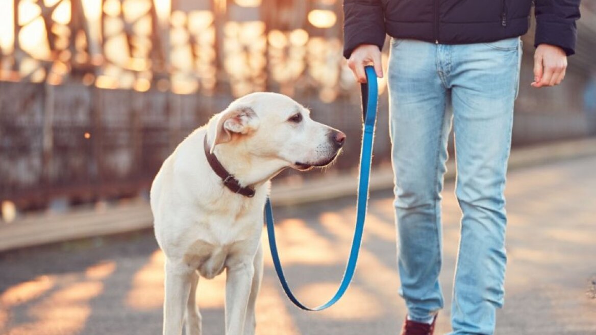 Ζώα συντροφιάς: Έρχεται Εθνικό Μητρώο Ζώων Συντροφιάς και ηλεκτρονικό βιβλιάριο - Τι προβλέπει το νομοσχέδιο
