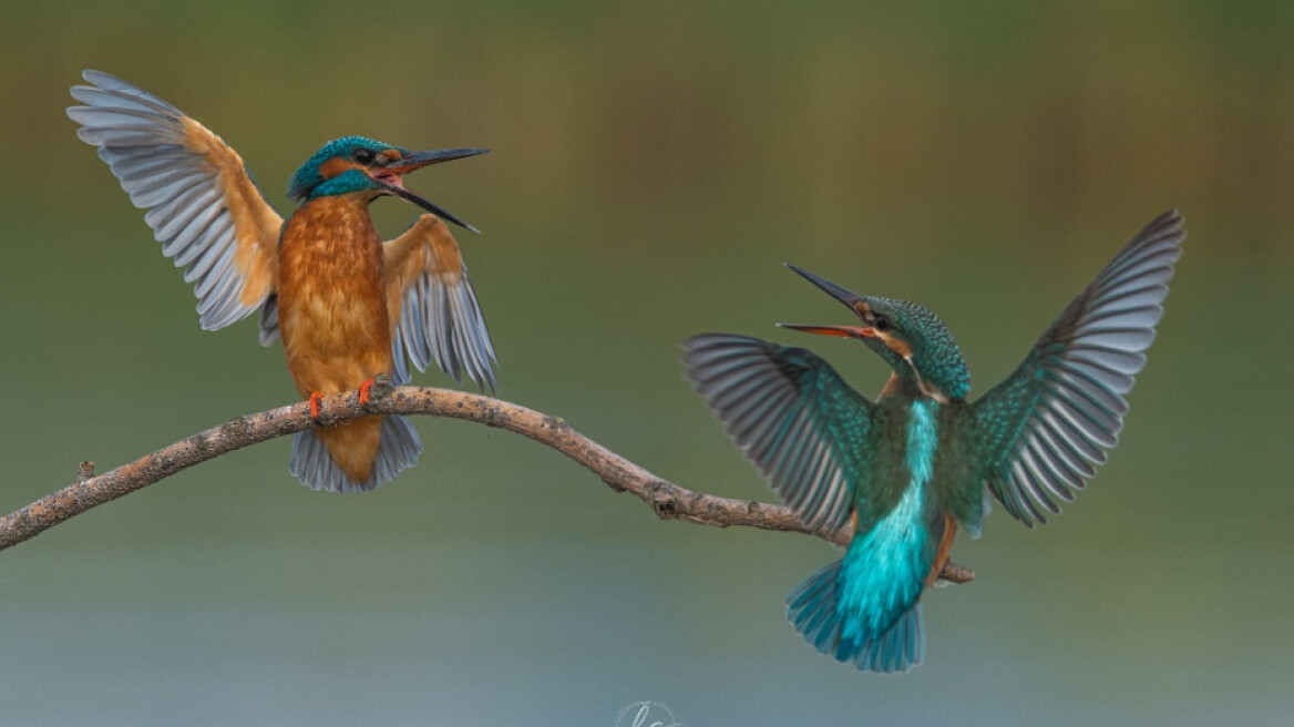 Καστοριά: Ο καβγάς ανάμεσα σε ένα ζευγαράκι... αλκυόνες πήρε το πρώτο βραβείο σε διαγωνισμό φωτογραφίας!