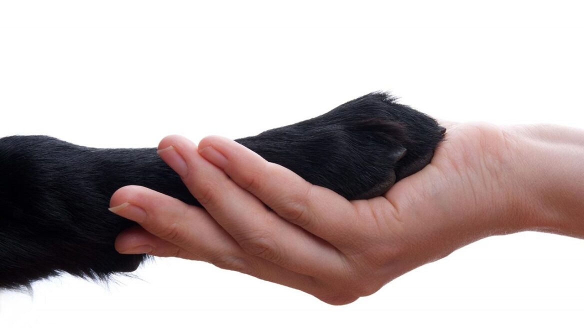 Σκούμπυ: Ο σκυλάκος που πάλεψε για τη ζωή του αναζητά σπίτι