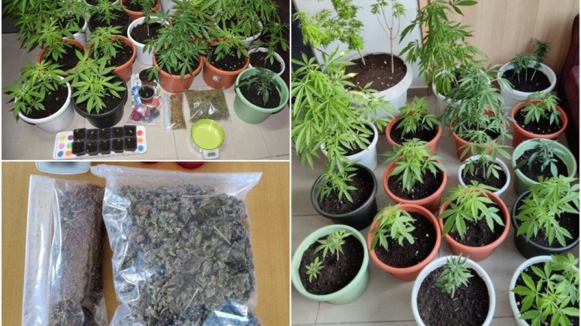 Κεφαλλονιά: Καλλιεργούσε χασισοφυτεία στο μπαλκόνι της στο Ληξούρι