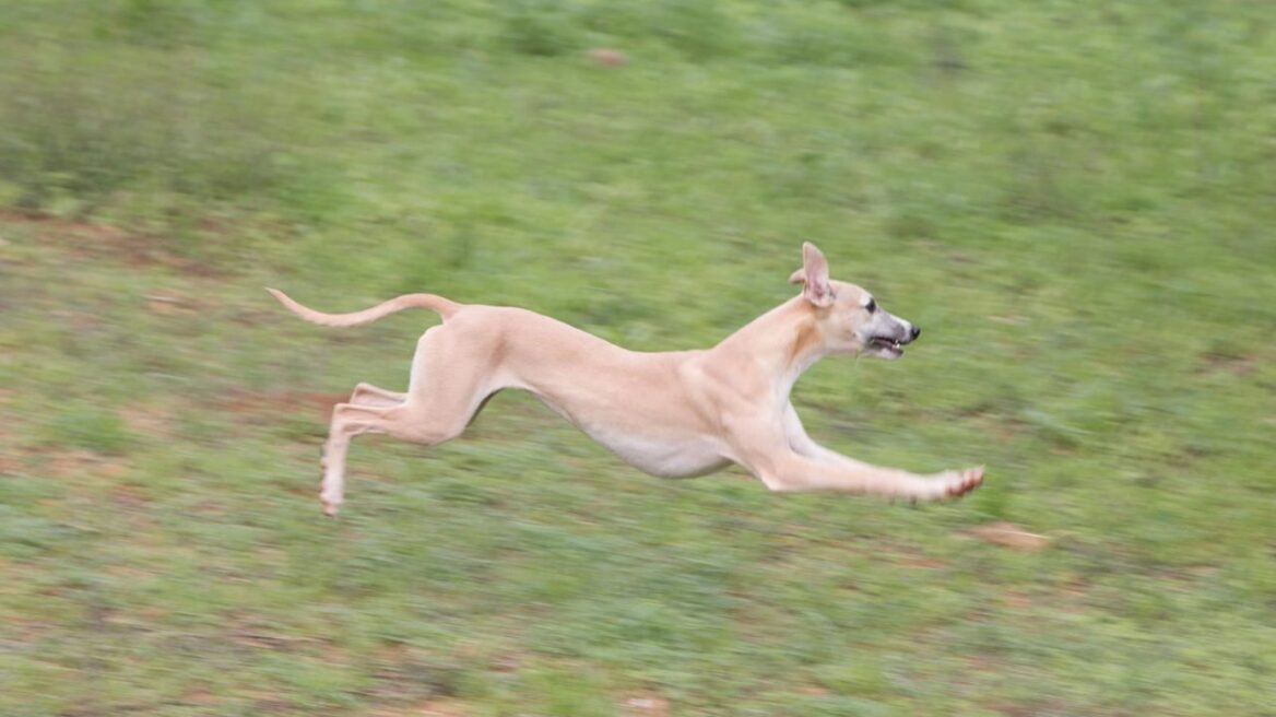 Ουίπετ: Ο παιχνιδιάρης και ευγενικός σκύλος που ταιριάζει σε κάθε οικογένεια