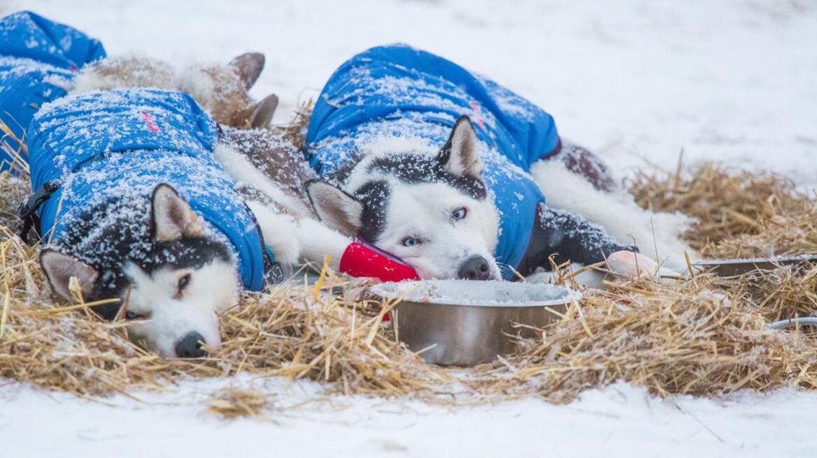 Πέντε συμβουλές για να προφυλάξετε τον σκύλο σας από το κρύο