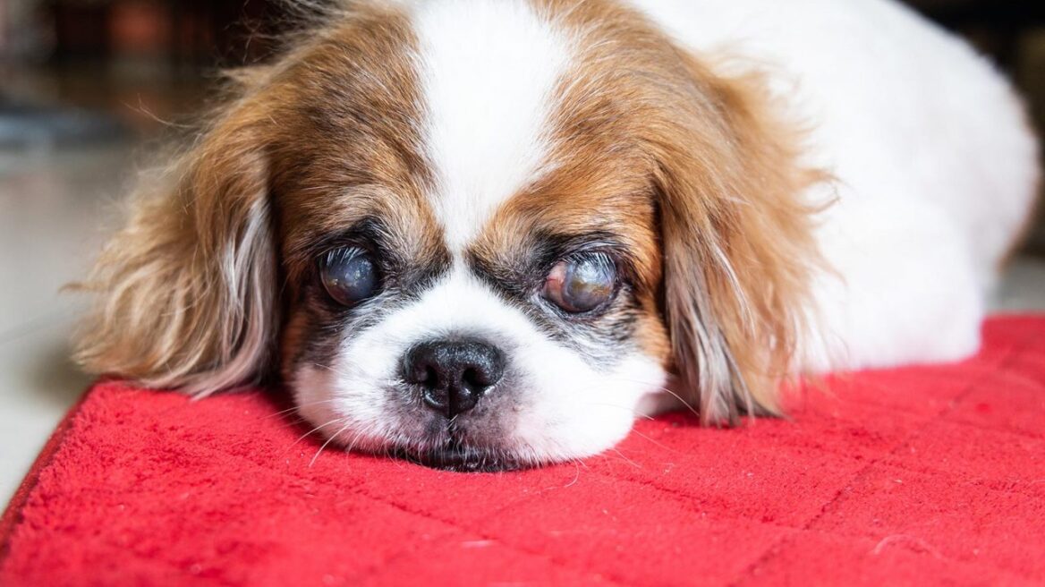 Πώς φροντίζουμε τον σκύλο που έχει χάσει την όρασή του