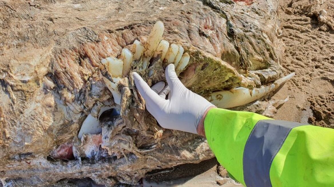 Ουαλία: Εντοπίστηκε μυστηριώδες θαλάσσιο θηρίο τεσσάρων τόνων με μήκος επτά μέτρα - Δείτε φωτογραφίες