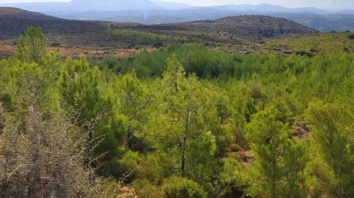 Δασικοί χάρτες: Θα ανασυνταχθούν με οριζόντιες παρεμβάσεις από το υπουργείο Περιβάλλοντος 