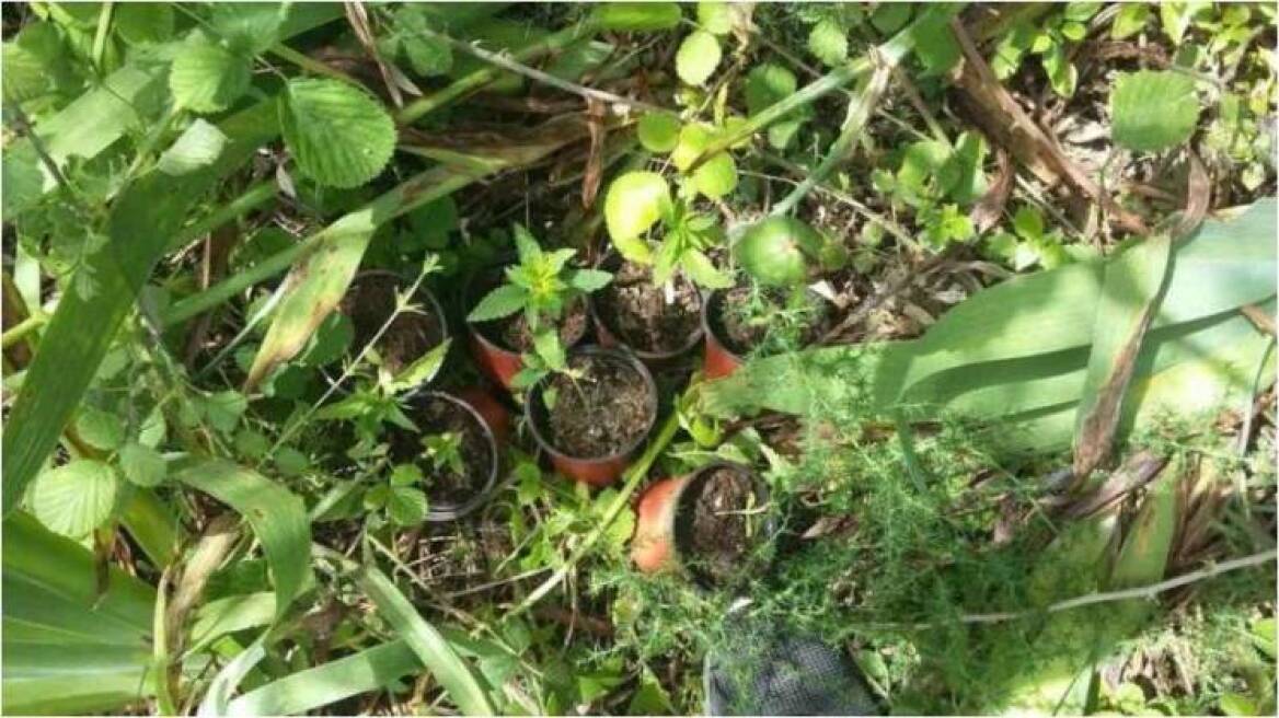 Τρίκαλα: Σε θάμνους καλλιεργούσε 75 χασισόδεντρα