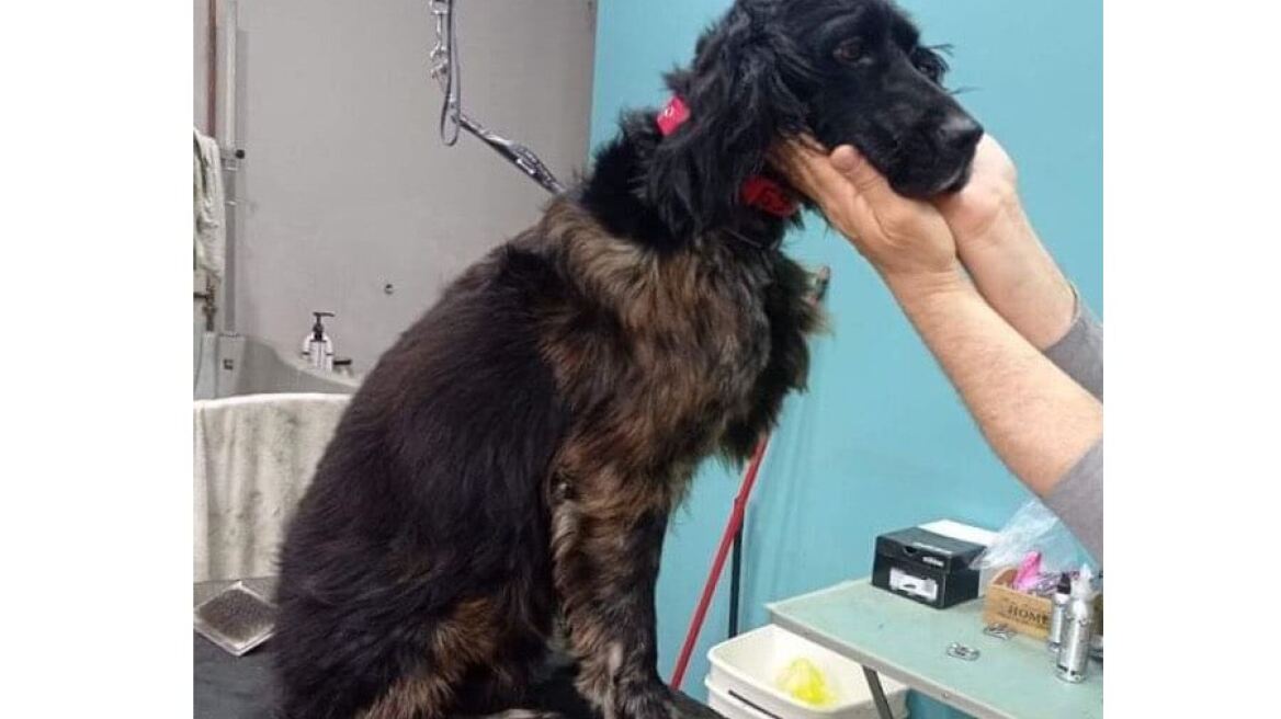 Πάτρα: Κακοποιούσαν σκύλο επί τέσσερις μήνες - Αστυνομικοί τον βρήκαν βασανισμένο