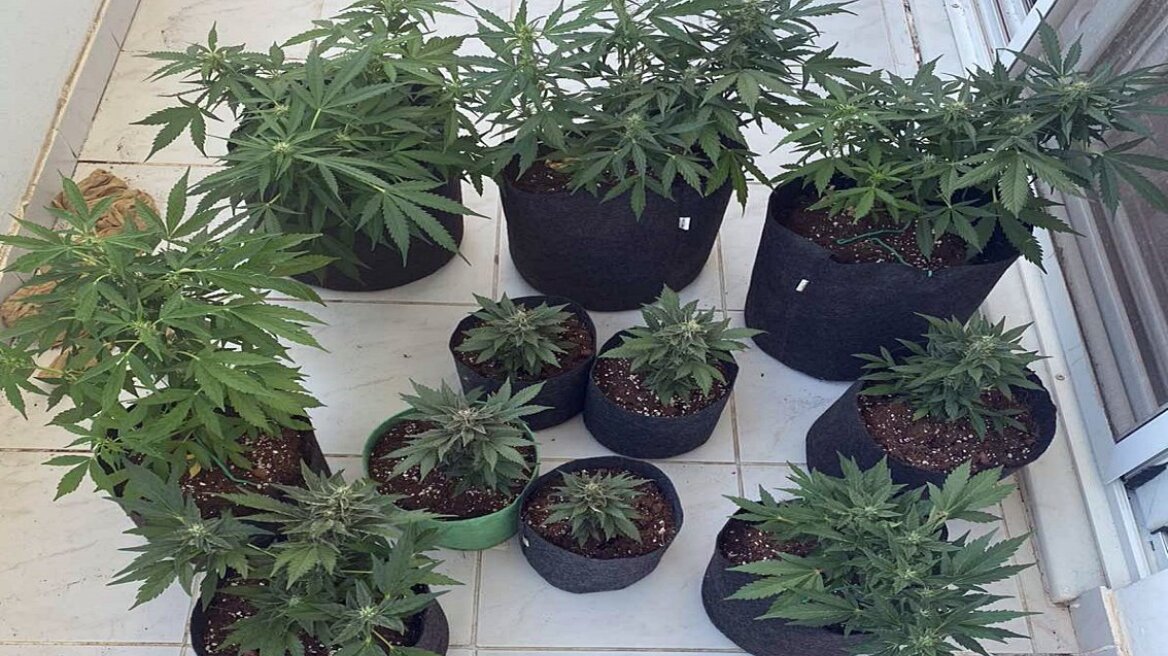 Ρόδος: Στο μπαλκόνι και σε δωμάτιο καλλιεργούσε χασισόδεντρα